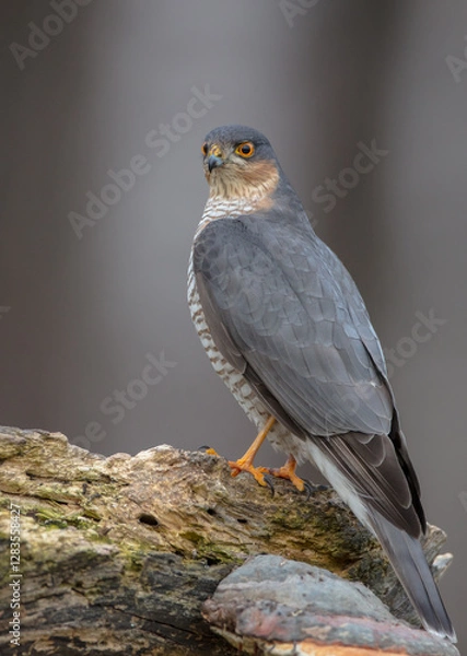 Fototapeta Eurasian Sparrowhawk - adult male at the wet forest in winter