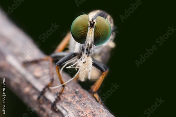 Fototapeta Robber fly with prey
