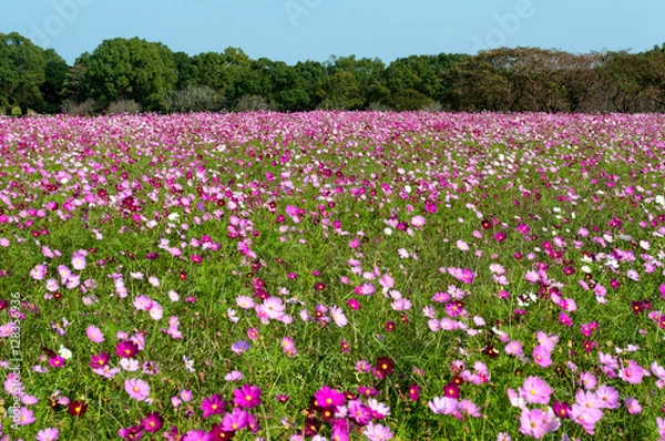 Obraz 広がるコスモス畑