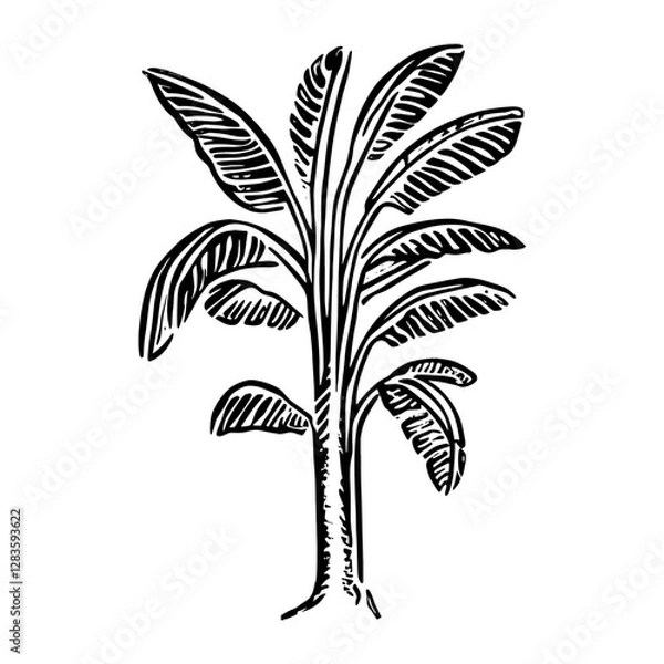 Fototapeta Banana tree art drawing sketch vector