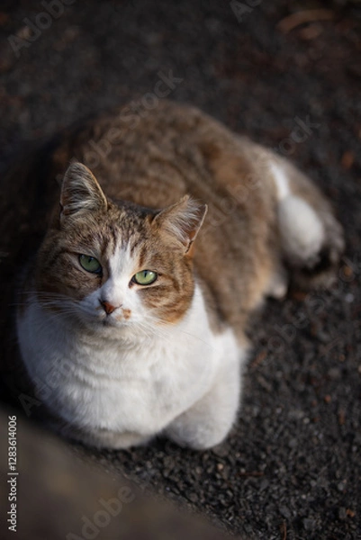 Obraz ベンチの下からこっちを見上げるキジトラ柄とぶち猫柄の野良猫