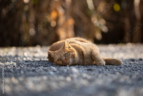 Obraz 林をバックに寝転ぶ茶トラ柄の野良猫