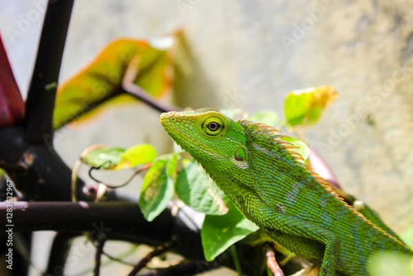 Obraz Bronchocela cristatella. Green crested chameleon