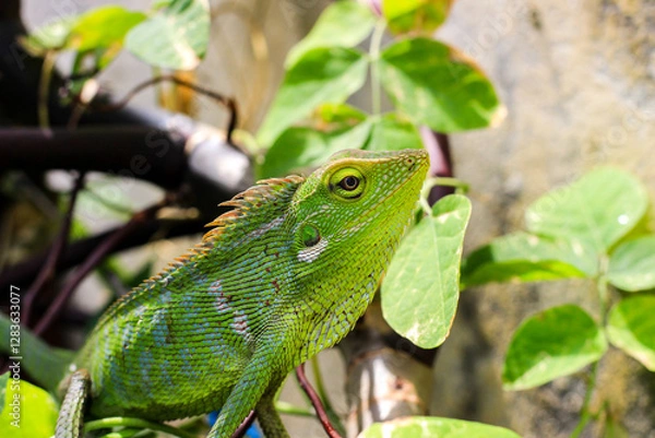 Obraz Bronchocela cristatella. Green crested chameleon