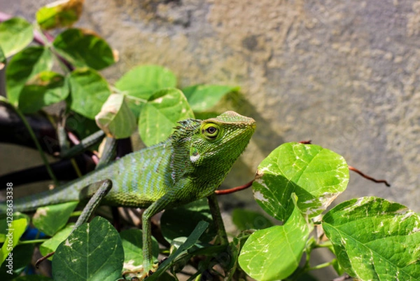 Obraz Bronchocela cristatella. Green crested chameleon