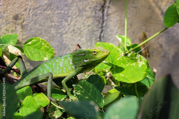 Obraz Bronchocela cristatella. Green crested chameleon