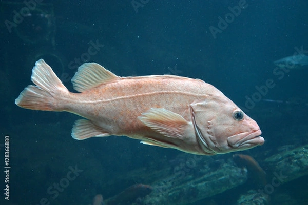 Obraz Big grouper underwater. Closeup view
