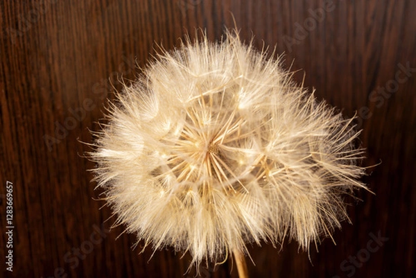 Fototapeta Close-up of a dry dandelion on brown wooden background. Concept of life and old age