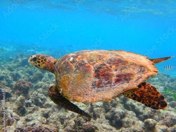 Fototapeta Sea turtle, Green turtle, Green turtle, species Chelonia mydas