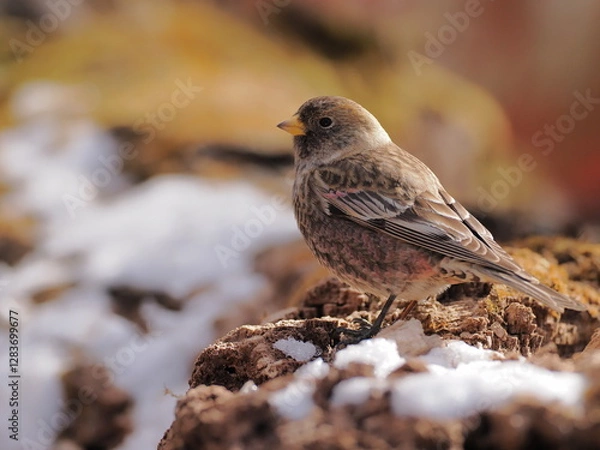 Obraz ハギマシコ