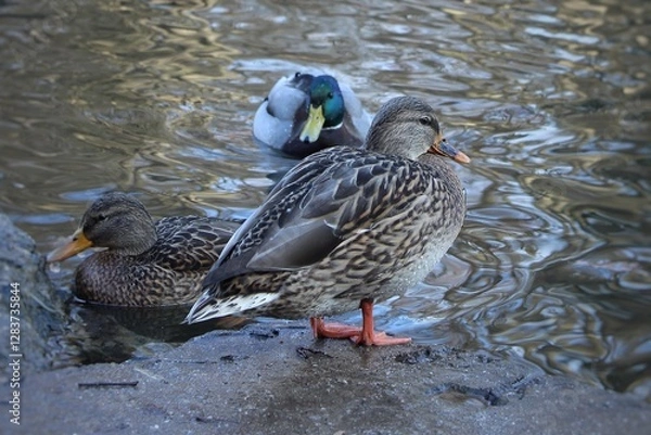 Obraz Ducks on the lake. Birds close-up. World of wild nature. Funny ducks in the spring park. Beautiful natural background. Mallards swimming on a pond in spring. River landscape with ducks. Brown backgrou