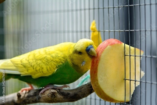 Fototapeta Budgie enjoying treat of apple slice