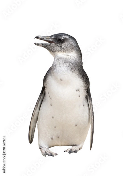 Obraz Full body portrait of jackass penguin isolated on white