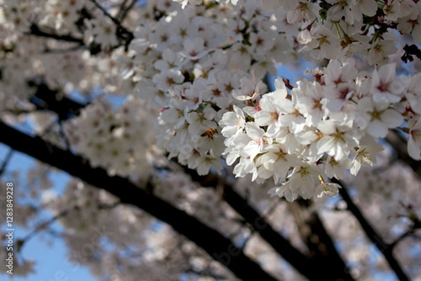 Obraz 桜の蜜を集める蜂