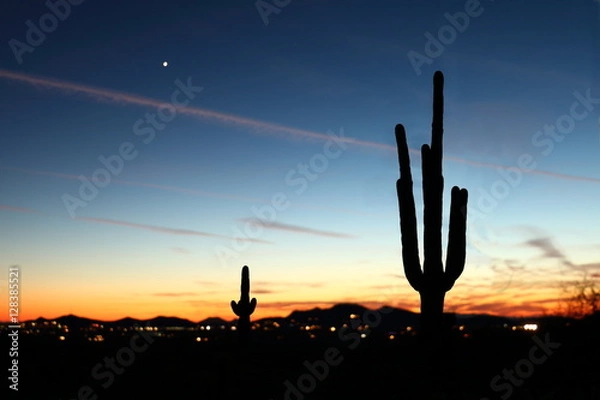 Obraz Saguaro Sunset