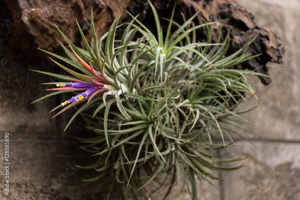 Obraz tillandsia