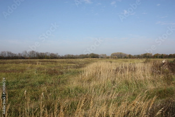 Fototapeta Landscape field