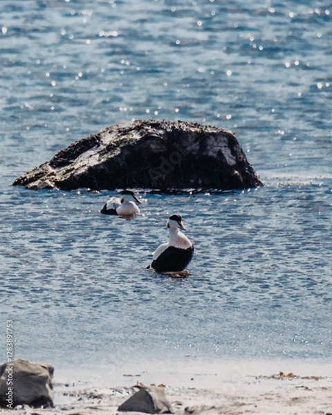 Fototapeta Eider ducks floating in the coastal waters of Ytri Tunga, Snaefellsnes, West Iceland...