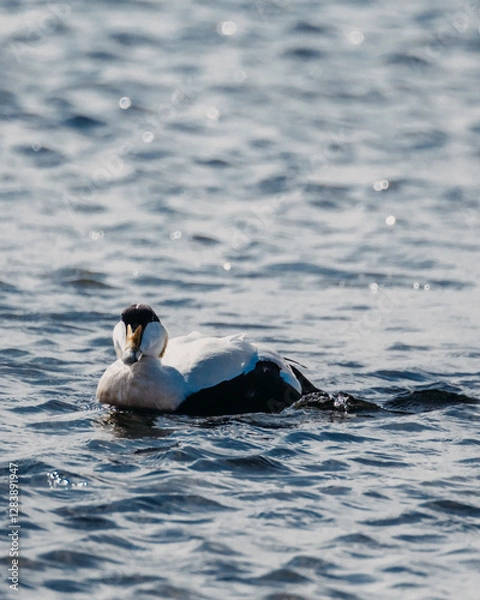 Fototapeta Eider ducks floating in the coastal waters of Ytri Tunga, Snaefellsnes, West Iceland...