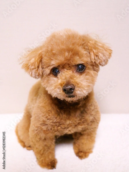 Obraz 日本、キリっと見つめるトイプードル