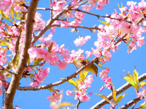 Obraz 日本、神奈川県、冬、河津桜とメジロ