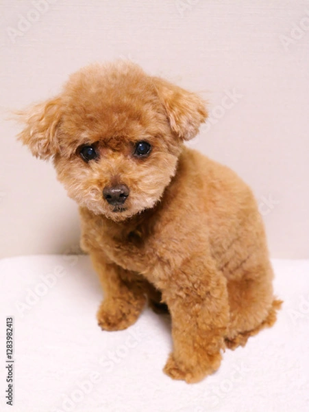 Obraz 日本、キリっと見つめるトイプードル