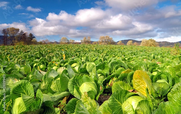 Obraz Cabbage field on a bright sunny day