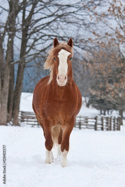 Fototapeta Wels pony posing