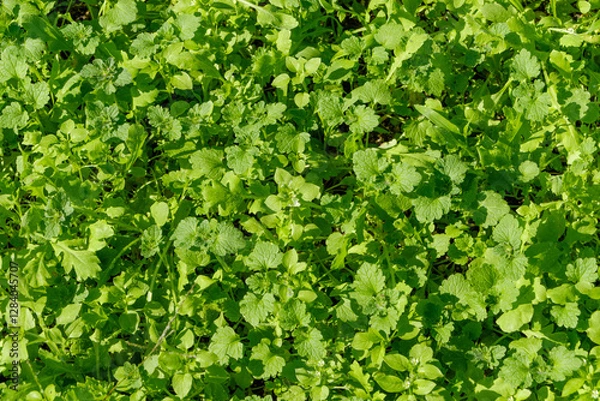 Fototapeta 太陽の光を浴びる青々とした草