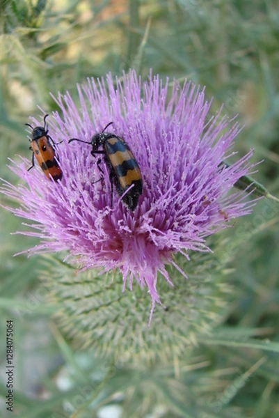 Obraz beetles on a flower