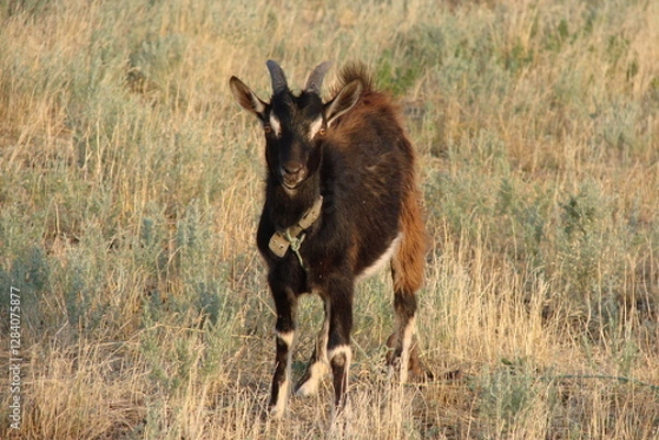 Obraz goat in the field