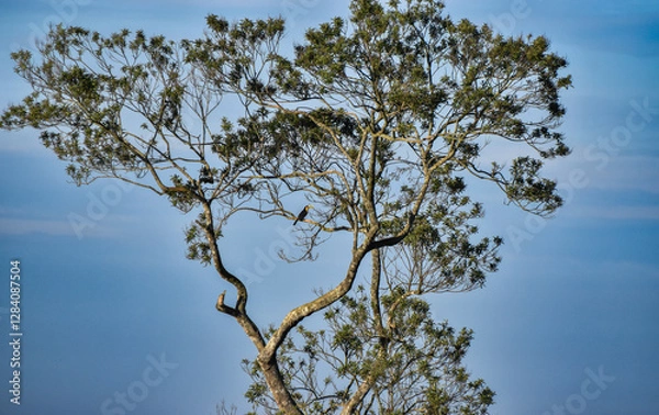 Fototapeta Large tropical tree with a toucan of the species Ramphastos dicolorus perched on a blue sky day
