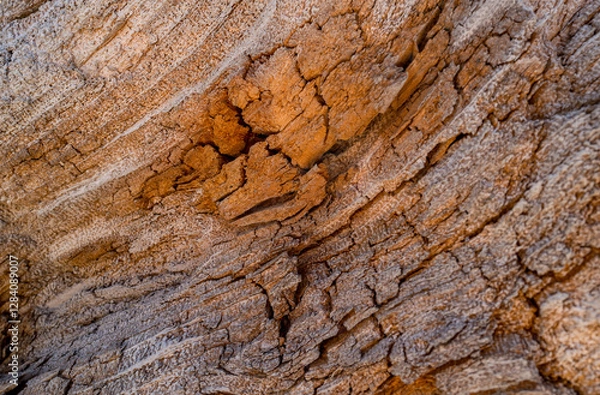 Fototapeta Close-up Macro image of the intricate details of an old fallen Cedar Tree in the Hoh Rain forest of Washington State