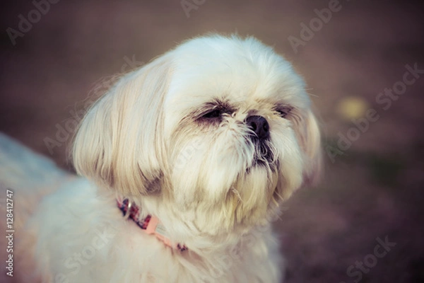 Fototapeta シーズー