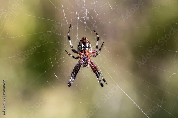 Fototapeta The marbled orb-weaver, is a species of spider belonging to the family Araneidae. It has a wide distribution it is found throughout all of Canada to Mexico. It is one of the most colorful spiders.
