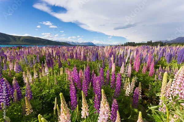 Fototapeta Beautiful lupine flower in Lake Tekapo, New Zealand