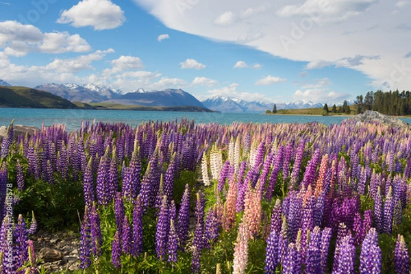 Obraz Beautiful lupine flower in Lake Tekapo, New Zealand