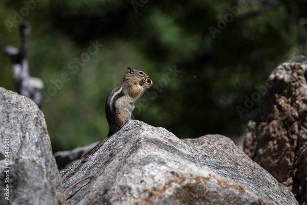 Fototapeta A Golden-mantled Ground Squirrel Finds a Peanut along the East I