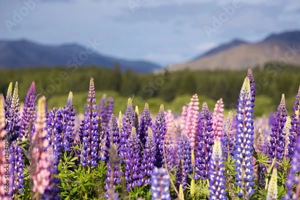 Fototapeta Beautiful lupine flower in Lake Tekapo, New Zealand