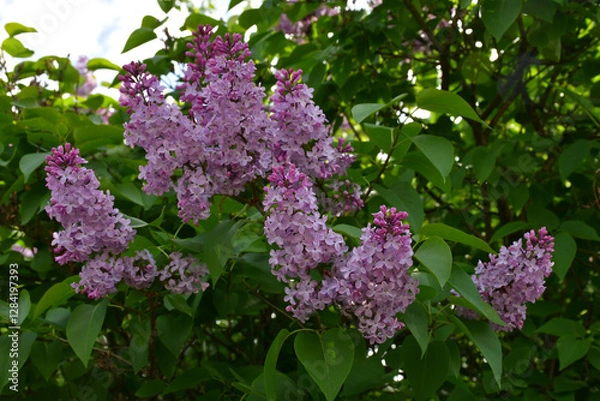 Obraz A blooming lilac bush in the garden on a sunny spring day. Large inflorescences of lilac flowers close-up