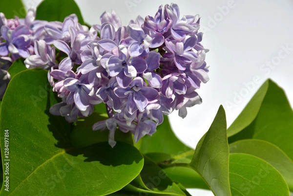 Fototapeta A twig of terry lilac on a white background. Lilac flowers close up. selective focus. without retouching and processing