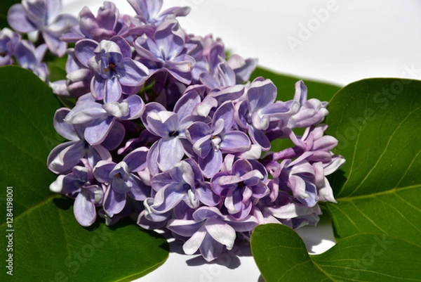 Fototapeta A twig of terry lilac on a white background. Lilac flowers close up. selective focus. without retouching and processing