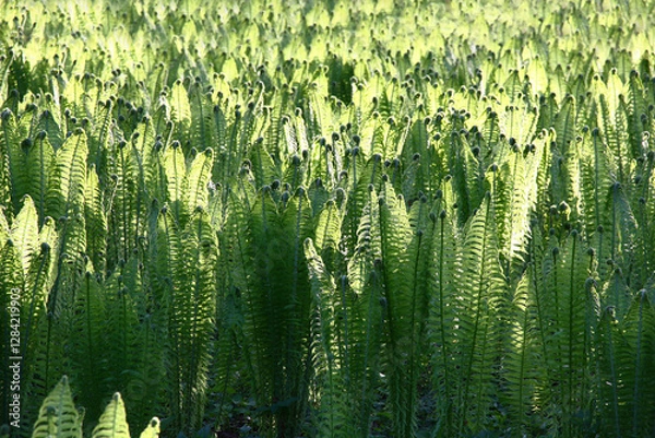 Obraz It is a lot of fresh young leaves of ferns of a bizzare shape. From light to a shadow in the spring evening.