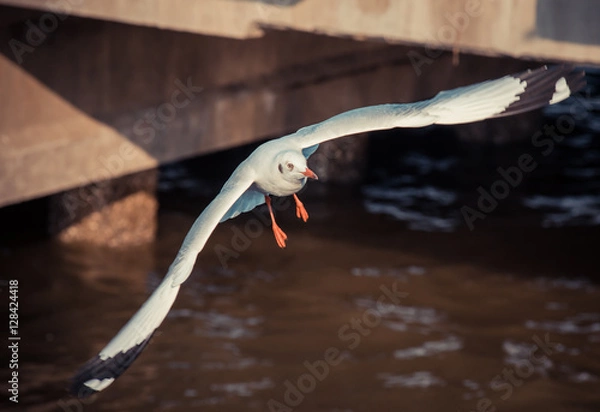 Obraz Flying seagull 
