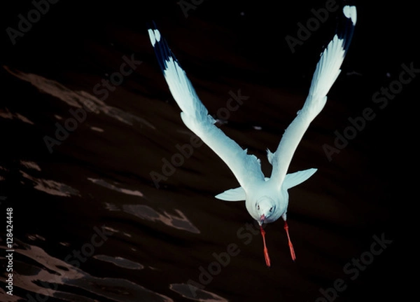 Obraz Flying seagull 