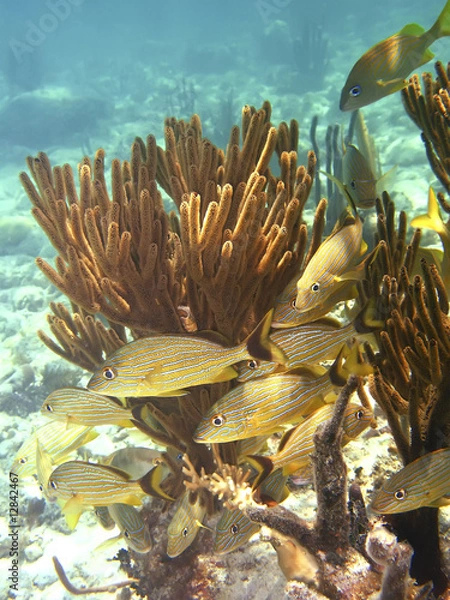 Obraz 738 Blue lined Snapper off the Galapagos Islands