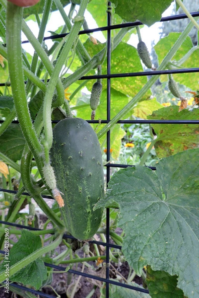Obraz Fresh cucumbers growing in a garden, a plant climbing up a fence