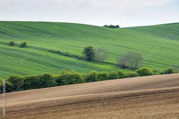 Obraz spring fields in Czech republic