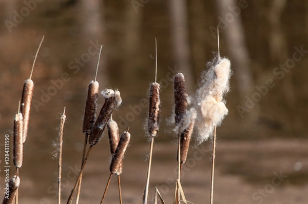 Obraz Schilf trotzt dem Winter