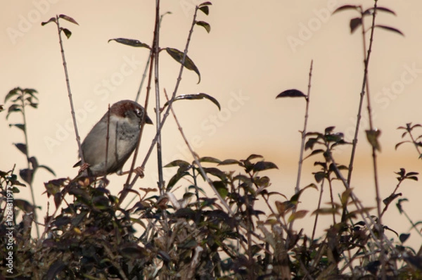 Obraz Spatz sitzt einsam in Hecke